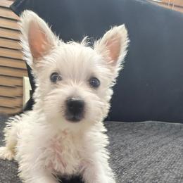 Chicago - White male West Highland White Terrier puppy in Bowling Green, Kentucky from Tiffany's Papillons
