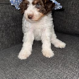 Aussiedoodle, Bernedoodle, Goldendoodle, and Poodle Puppies from Vallevistadoodles