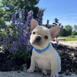 French Bulldog Puppies from Willow Farm