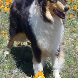 Gamora - Collie