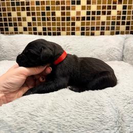 Red collar - Black male Great Dane puppy in Ider, Alabama from Sand Mountain Danes LLC