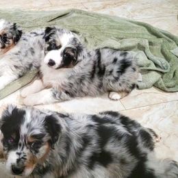Australian Shepherd Puppies from Winsome Aussies
