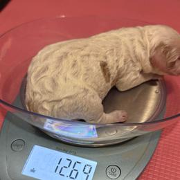 Alfalfa - Parti male Assorted Doodle Crosses puppy in Madison, Georgia from Porchlight Puppies