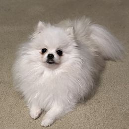 Pomeranian Puppies from Sparkle Plenty Poms