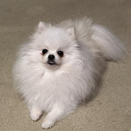 Pomeranian Puppies from Sparkle Plenty Poms