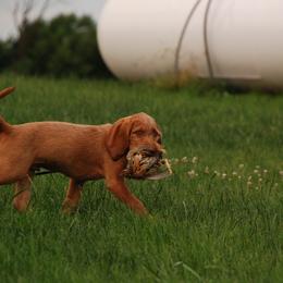 Wirehaired Vizsla Puppies from Nemes Wirehaired Vizslas
