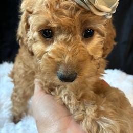 Winter - Red and white female Cockapoo puppy in Adrian, Oregon from ApplebyFarm