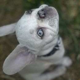 Astie - French Bulldog