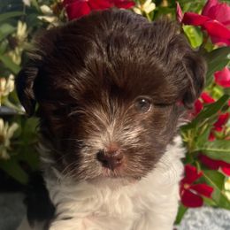 Jemma - Chocolate female Havanese puppy in Mc Louth, Kansas from Harmony Valley Cavaliers & Havanese
