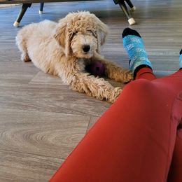 Bernedoodle Puppies from Bruce and Emma Doodles