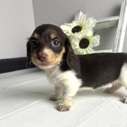 Halo - Piebald female Dachshund puppy in Gilbertsville, Kentucky from DeLaunes Dachshunds