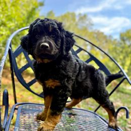 Bob - Black tri-color male Aussiedoodle puppy in Chattanooga, Tennessee from Leafy Acre Mini Farm