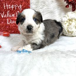 Hoss - Blue merle male Australian Shepherd puppy in Vail, Iowa from Homegrown Huskies
