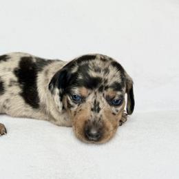 Girl 6 - Dapple female Dachshund puppy in Hollidaysburg, Pennsylvania from Weenie Bros