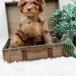 Brownie - Chocolate merle female Bernedoodle puppy in Statesville, North Carolina from Doodle Babies