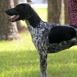 Dachshunds and German Shorthaired Pointers from Crestview Kennel