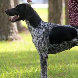 Dachshunds and German Shorthaired Pointers from Crestview Kennel