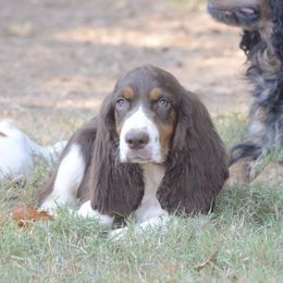 Yoshi - Liver white and tan male English Springer Spaniel puppy in Central, South Carolina from SarMel