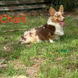 Charli - Cardigan Welsh Corgi