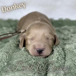 Donkey - AKC - Cream male Dachshund puppy in Alto, Texas from Double W Doxies