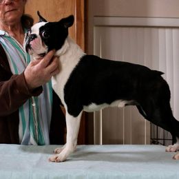 Boss - Boston Terrier