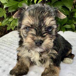 Rachel - Black tan and white female Biewer Terrier puppy in Bunnell, Florida from Royal Biewer and Royal Aussies
