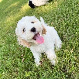 Swiss - Cream male Australian Labradoodle puppy in Wamego, Kansas from Doodles of Oz