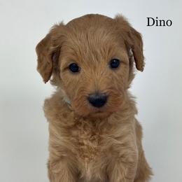 Dino - Apricot male Goldendoodle puppy in Milford, Indiana from Railway Acres Kennel