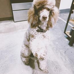 Australian Labradoodle and Poodle Puppies from Hunter Farm