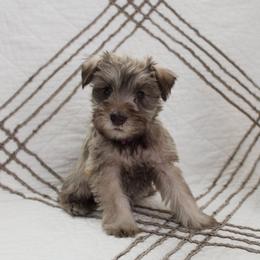 Miniature Schnauzer Puppies from Schnauzers on Robinson Lane