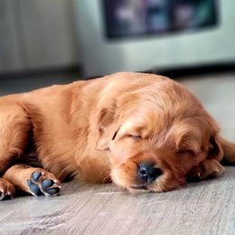 Golden Retriever Puppies from Carmel Bliss Golden Retrievers LLC