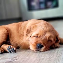 Golden Retriever Puppies from Carmel Bliss Golden Retrievers LLC