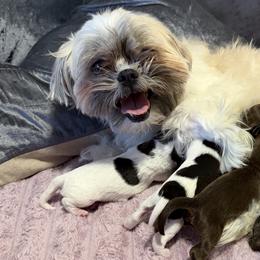 Shih Tzus from Angel babies