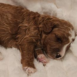Gabby - Red female Cavapoo puppy in Glendale, Arizona from Cool Cavapoos