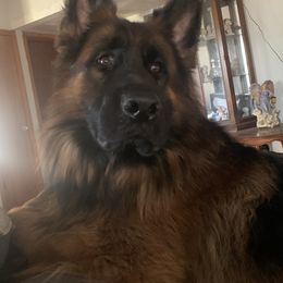 Zeus - German Shepherd