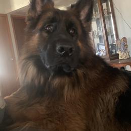 Zeus - German Shepherd