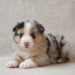 Spruce - Blue merle male Australian Shepherd puppy in Aberdeen, North Carolina from Huckleberry Hill Aussies LLC.