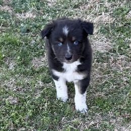 Mack - Black tri-color male Australian Shepherd puppy in Mount Vernon, Texas from RJ's Aussie Posse