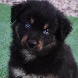 Tux - Black tri-color male Australian Shepherd puppy in Nowata, Oklahoma from 4Feathers