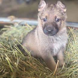 Light Pink Collar - Sable female German Shepherd puppy in Mc Loud, Oklahoma from Hilbun Family Kennels
