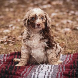 Aussiedoodle Puppies from Amos and Oak Doodles