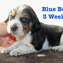 Blue Boy - Black white and tan male Beagle puppy in Grantsville, Maryland from Fable & Fern Beagles