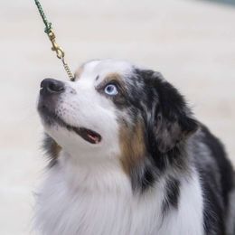 Samson - Miniature American Shepherd
