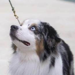 Samson - Miniature American Shepherd