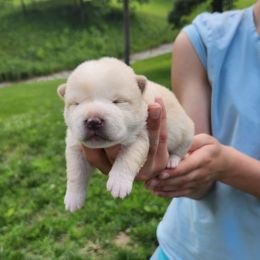 Boy 3 - Cream male Shiba Inu puppy in Illinois from Precious-Puppies