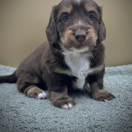 Evie - Chocolate and tan female Dachshund puppy in Hendersonville, North Carolina from Kim's Cove Dog Co.