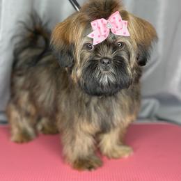 Belleamy (info in description) - Sable female Shih Tzu puppy in Roseville, Michigan from Diamond Paws LLC
