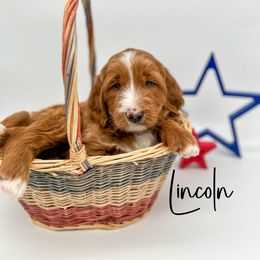 Assorted Doodle Crosses and Goldendoodle Puppies from Cynology Doodles