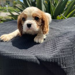 Cavalier King Charles Spaniel Puppies from Caveliers by Grace