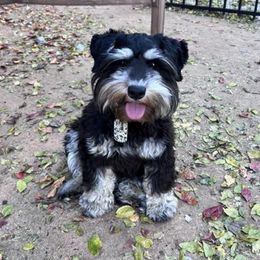 Miniature Schnauzers from Joyce's Miniature Schnauzers